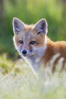 Glow Prints: Red fox kit portrait in backlight, Washington State
