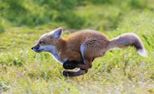 Exercise Prints: Red fox kit running, Washington State, USA