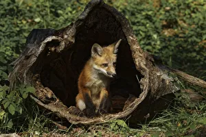 Red Fox Prints: Red Fox kit, Vulpes Vulpes Captive