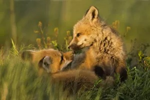 Images Dated 10th May 2006: Red Fox Kits