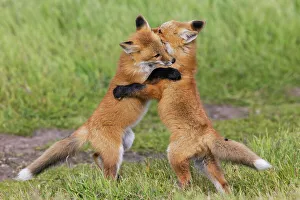 Wrestling Prints: Red fox kits playful Hug, Washington State, USA