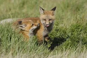 Images Dated 9th May 2006: Red Fox Kits Playing