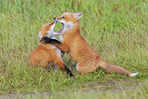Red Fox Prints: Red fox kits playing, Washington State, USA