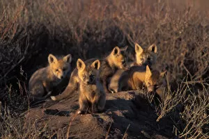 red fox kits, Vulpes vulpes, on their den in the 1002 area of Arctic National Wildlife Refuge