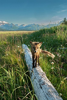 Red Fox Prints: Red fox on log. Katmai National Park, Alaska