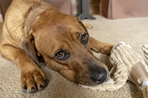 Janet Horton Prints: Red Fox (or Fox red) Labrador reclining on the floor, chewing his stuffed duck toy. (PR)