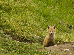 Mission Valley Prints: Red fox pup at den site in Mission Valley, Montana, USA