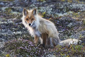 Global Prints: Red Fox; tundra in bloom