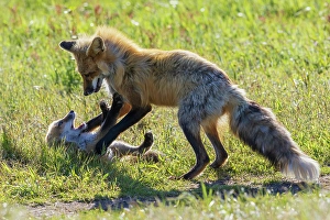 Parent Prints: Red fox vixen playing with one of her kits, Washington State