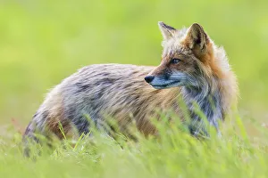 Red Fox Prints: Red fox vixen portrait, Washington State, USA