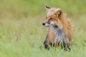 Parent Prints: Red fox vixen, over seeing the kits playing, Washington State, USA