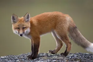 red fox, Vulpes