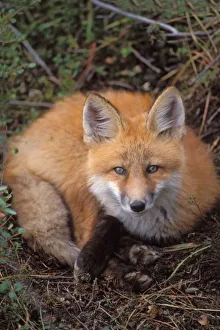 Lair Prints: red fox, Vulpes