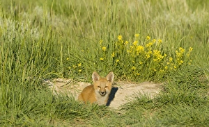 Red Fox Prints: Red Fox (Vulpes Fulva) Kit at den near Saratoga, Wyoming