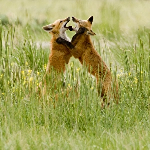 Red Fox (Vulpes Fulva) Kits at den near Saratoga, Wyoming