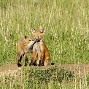 Red Fox Prints: Red Fox (Vulpes Fulva) Kits playing at den near Saratoga, Wyoming