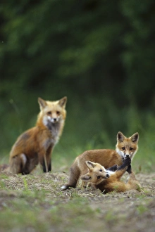 Parent Prints: Red fox (Vulpes vulpes) adults with kit, IL