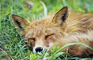 Red Fox (Vulpes vulpes), Alaska. America, North America, USA, Alaska, July
