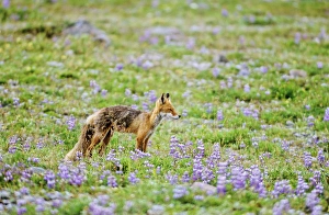 Images Dated 24th January 2013: Red Fox (Vulpes vulpes), Alaska. America, North America, USA, Alaska, July
