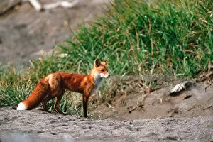 Images Dated 21st April 2005: Red Fox, Vulpes vulpes, Alaska Penensila, Alaska, Red Fox Hunting