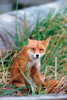 Red Fox, Vulpes vulpes, Alaska Peninsula, Alaska, Red Fox close-up