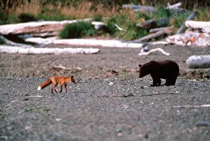 Images Dated 21st April 2005: Red Fox, Vulpes vulpes, Brown Bear, Ursus Arctos, Alaska Penensila, Alaska, Red Fox