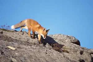 Area Prints: red fox, Vulpes vulpes, along the central North Slope of the Brooks Range, Arctic Alaska