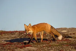 red fox, Vulpes vulpes, in fall colors along the central North Slope of the Brooks Range