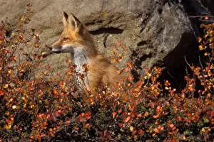 Area Prints: red fox, Vulpes vulpes, in fall colors along the central North Slope of the Brooks Range