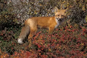 Images Dated 10th November 2005: red fox, Vulpes vulpes, in fall tundra colors on the central North Slope of the Brooks Range