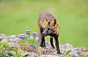 Images Dated 24th January 2013: Red Fox (Vulpes vulpes), hybrid with Arctic Fox alopex lagopodus