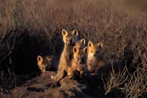 North Slope Prints: red fox, Vulpes vulpes, kits on their den in the 1002 area of Arctic National Wildlife Refuge
