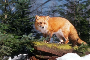 Nose Prints: Red Fox (vulpes vulpes) on a Log