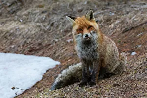 A red fox, Vulpes vulpes. looking at the camera. Aosta, Valsavarenche, Gran Paradiso National Park, Italy