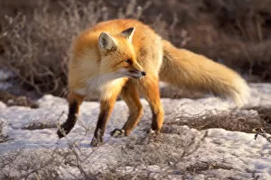 red fox, Vulpes vulpes, on the North Slope, 1002 coastal plain of the Arctic National