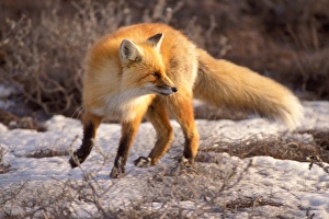 Images Dated 4th October 2006: red fox, Vulpes vulpes, on the North Slope, 1002 coastal plain of the Arctic National