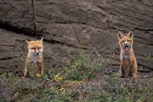 Images Dated 4th October 2006: red fox, Vulpes vulpes, pair of pups, 1002 coastal plain of the Arctic National Wildlife Refuge