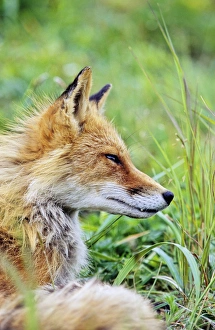 Coat Prints: Red Fox (Vulpes vulpes) portrait, Alaska. America, North America, USA, Alaska, July