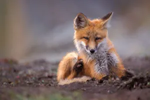 Lair Prints: red fox, Vulpes vulpes, pup scratching itself, 1002 coastal plain of the Arctic National