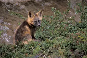 North Slope Prints: red fox, Vulpes vulpes, in tundra on the coastal plain of the North Slope of the Brooks Range