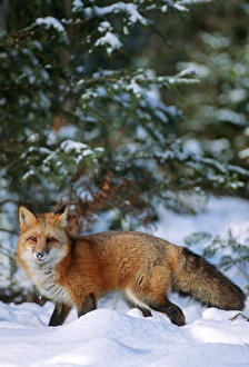 Fluffy Prints: Red fox (Vulpes vulpes) walking in snow in winter, MT (Captive Animal)