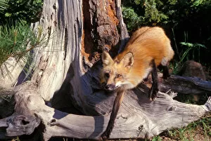 Images Dated 24th March 2006: A red fox walking carefully through the Montana wilderness
