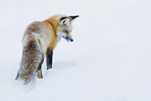 Red Fox Prints: Red Fox in Winter