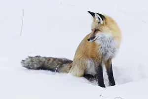 Red Fox Prints: Red Fox Winter