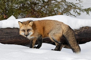 Red Fox in winter, (Captive) Montana Vulpes vulpes