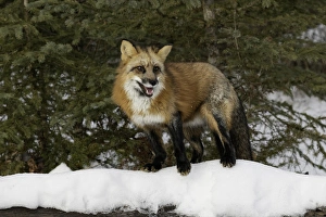 Red Fox Prints: Red Fox in winter, (Captive) Montana Vulpes vulpes