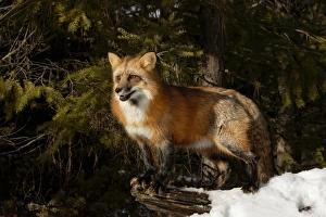 Images Dated 6th February 2016: Red Fox in winter, (Captive) Montana Vulpes vulpes
