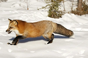 Images Dated 6th February 2016: Red Fox in winter, (Captive) Montana Vulpes vulpes