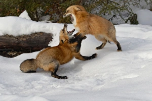 Images Dated 29th January 2016: Red Foxes fighting in winter, (Captive) Montana Vulpes vulpes