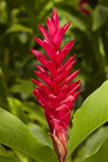 Rarotonga Prints: Red Ginger (Alpinia purpurata), Maire Nui Gardens, Titakaveka, Rarotonga, Cook Islands